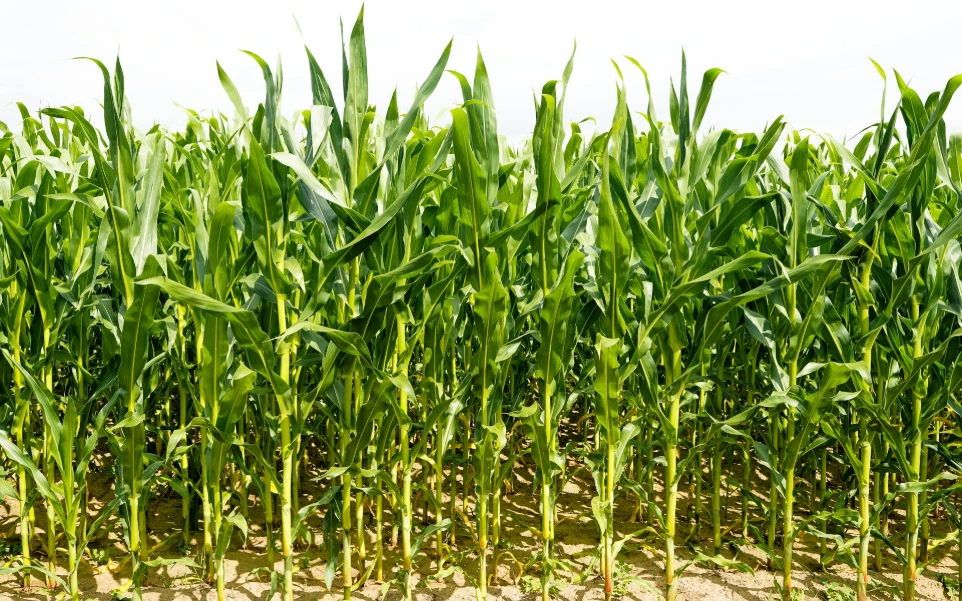 Seed Production Belt